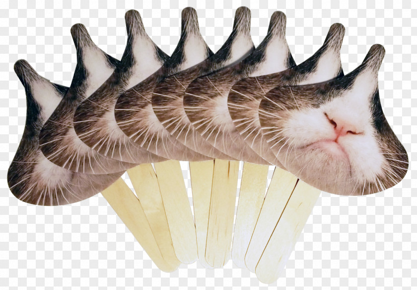 Cat Whiskers Tabby Kitten Grumpy PNG