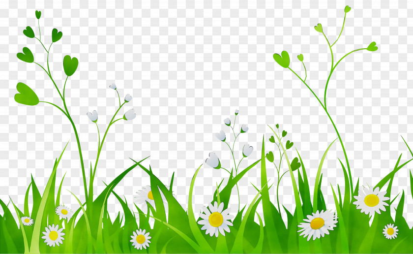 Clip Art Drawing Illustration Common Daisy Image PNG