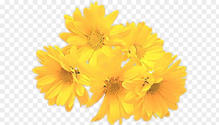 Gerbera Daisy Family Flower Yellow English Marigold Flowering Plant PNG