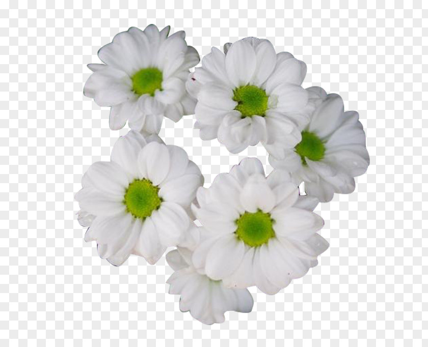 Hang White Chrysanthemum Picture Material Xd7grandiflorum Tea Clip Art PNG