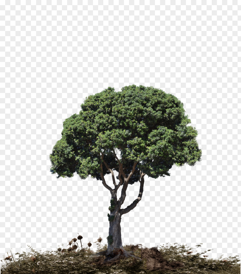 Landscape Size Tree Download PNG
