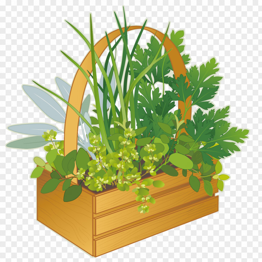 Potted Green Plants French Cuisine Fines Herbes Marjoram Clip Art PNG