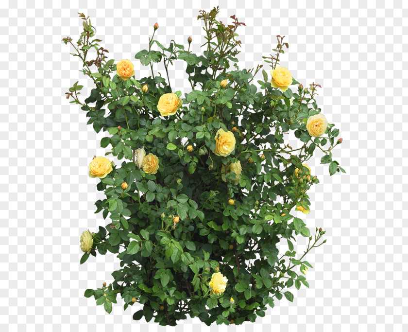 Rose Shrub Flower PNG