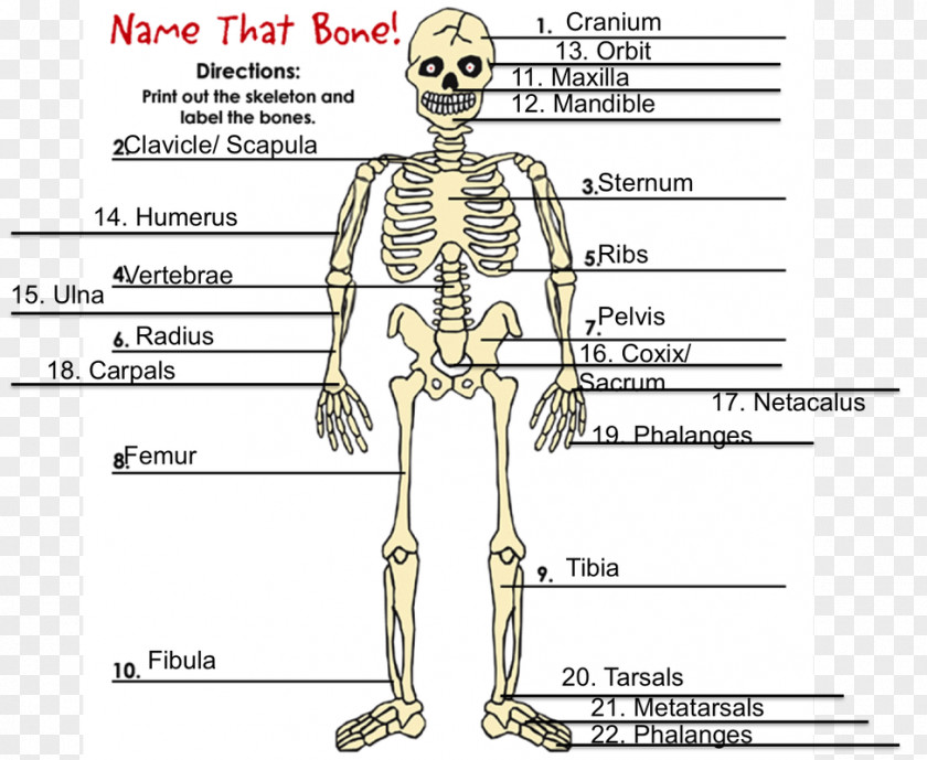 Skeleton Human Homo Sapiens Bone Hydrostatic PNG