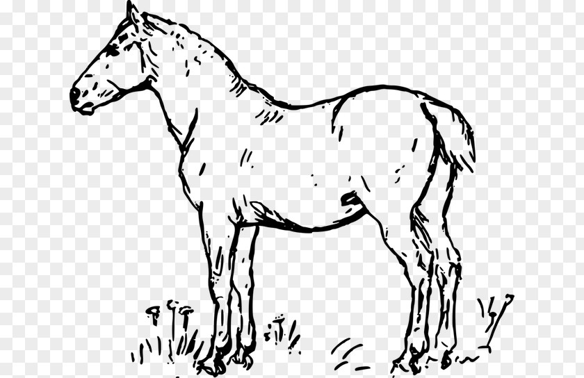 Standing Horse Stallion Colt American Quarter Drawing PNG