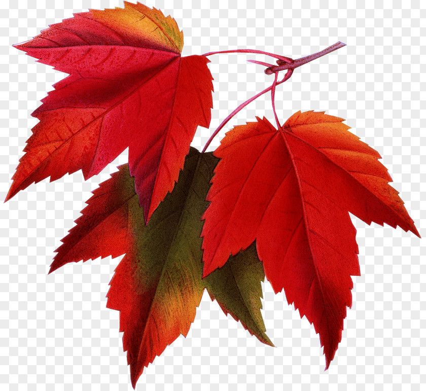 Autumn Leaves Red Maple Japanese Leaf Color PNG