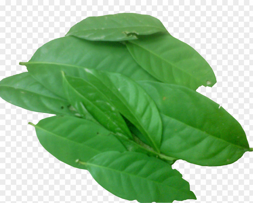 BAY LEAVES Indonesian Bay Leaf Herb Spice Condiment PNG