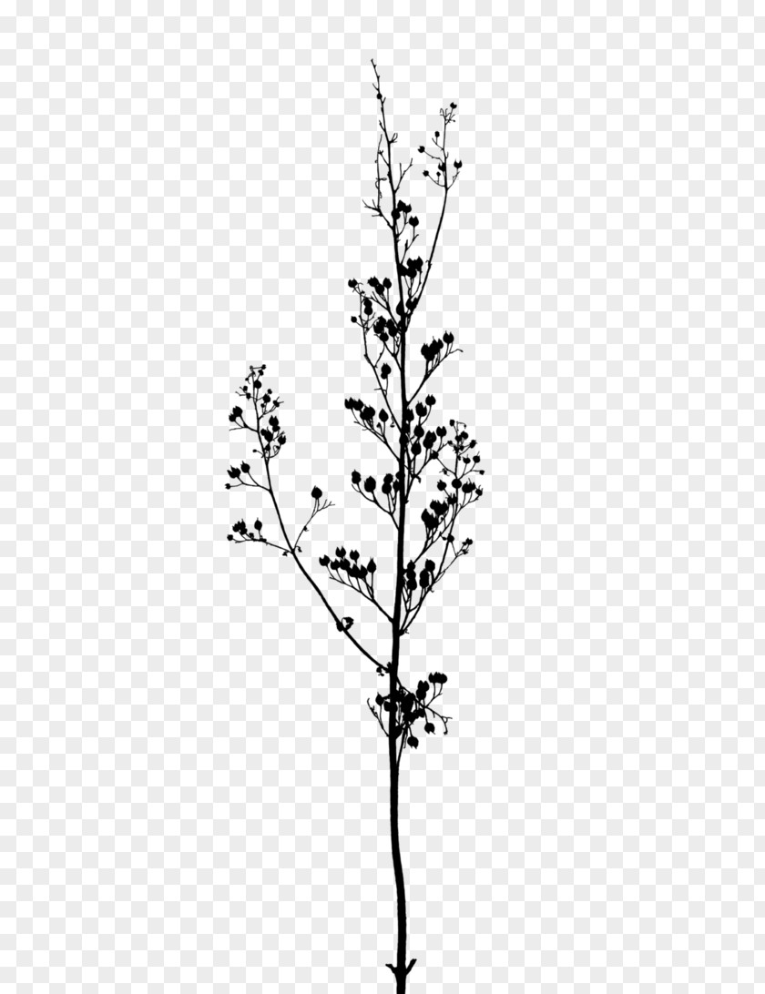Black And White Flowers Branch Twig A Buddhist Spectrum Tree PNG