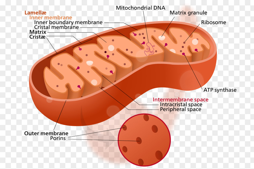 Mitochondria Mitochondrion Cytoplasm Cell Organelle Mitochondrial DNA PNG