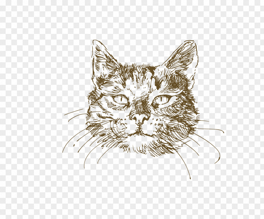 Painted Cat Maine Coon British Shorthair Kitten Drawing PNG