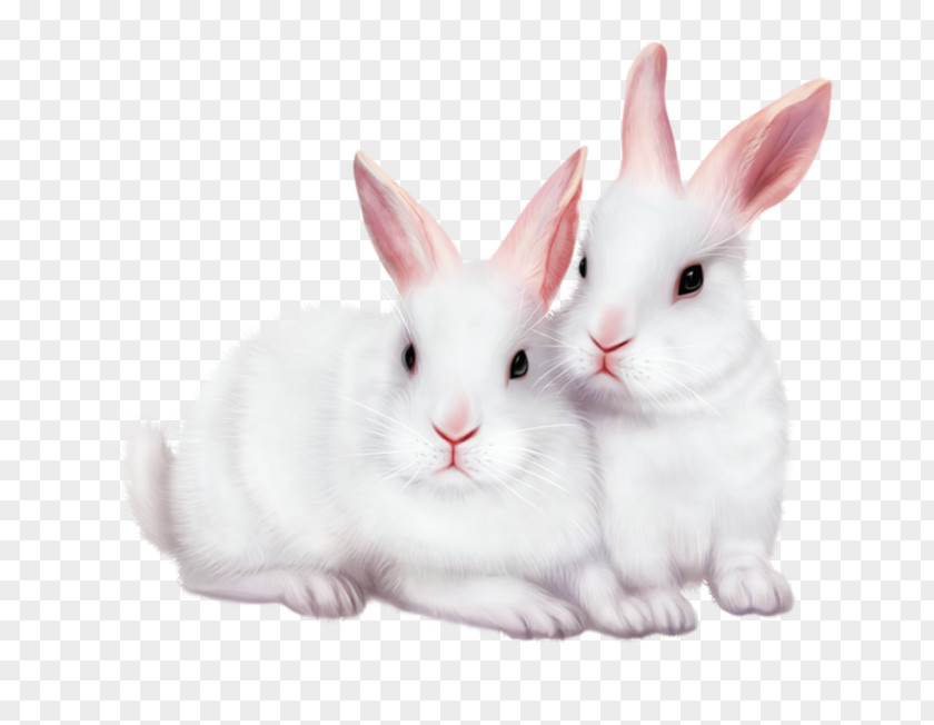 Rabbit Image Editing Clip Art PNG