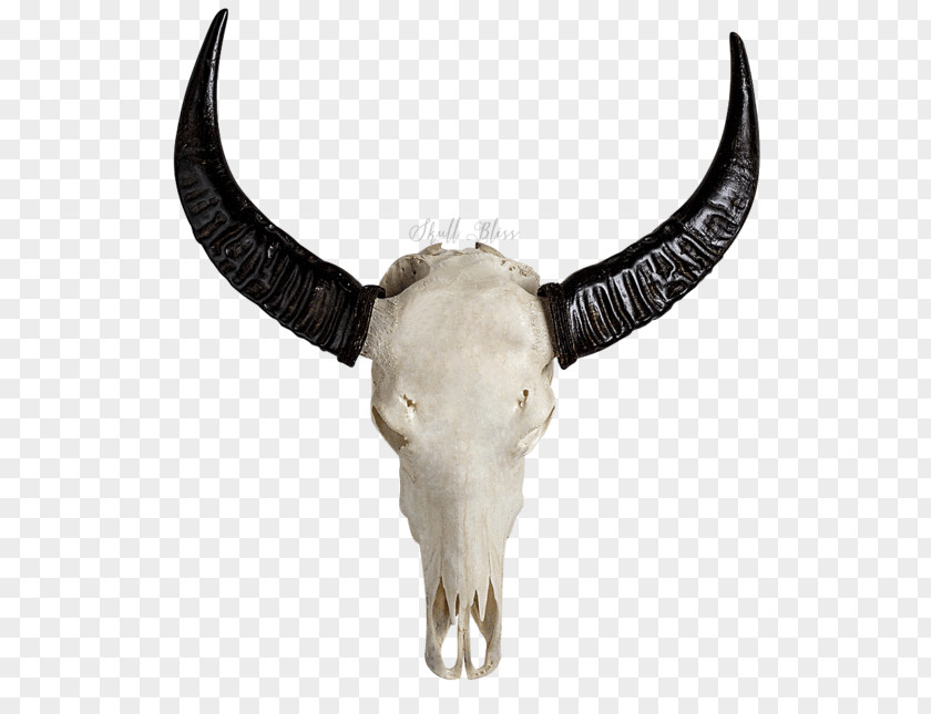 Skull Horn Bone Cattle PNG