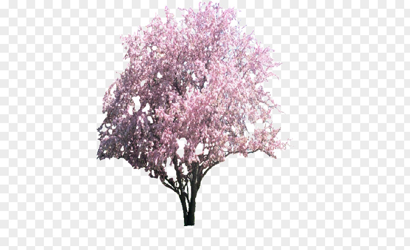 Cherry Blossom Tree Apples Magnolia PNG
