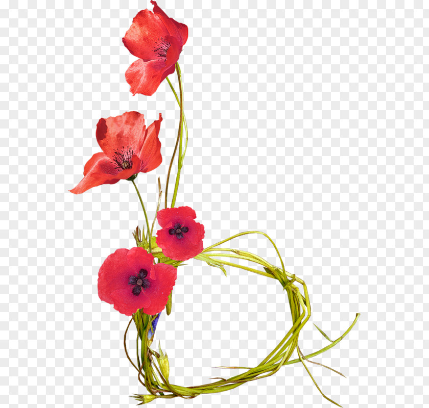 Flower Cut Flowers Poppy Bouquet Clip Art PNG