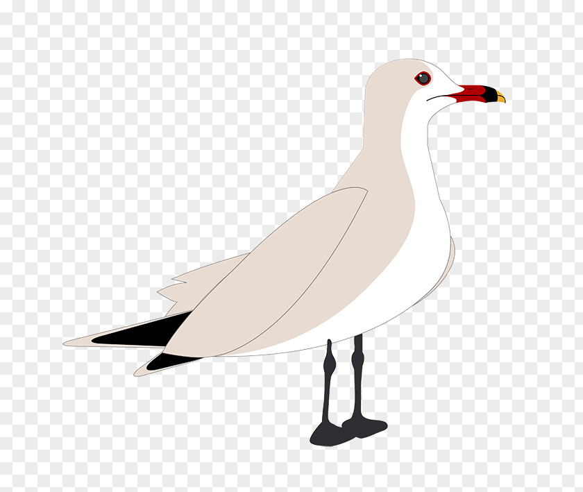 Goose European Herring Gull Gulls Cygnini Anatidae PNG