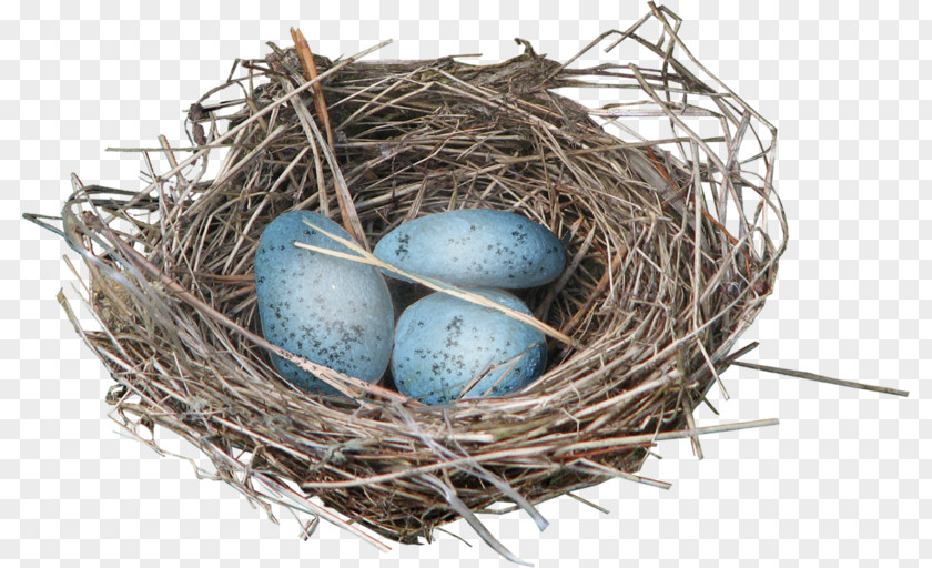 Lane Nest Egg Bird Eggs Clip Art PNG