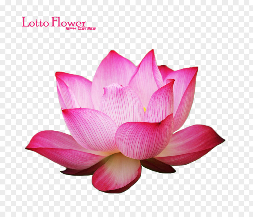 Lotus Bloom Plastic Company Manufacturing Sales Julius Blum PNG