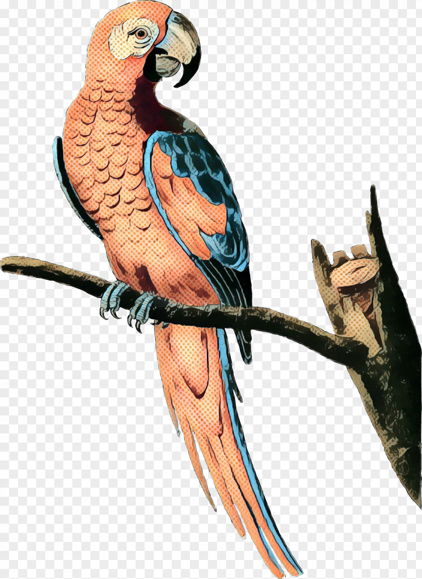 Macaw Parakeet Feather Beak Fauna PNG