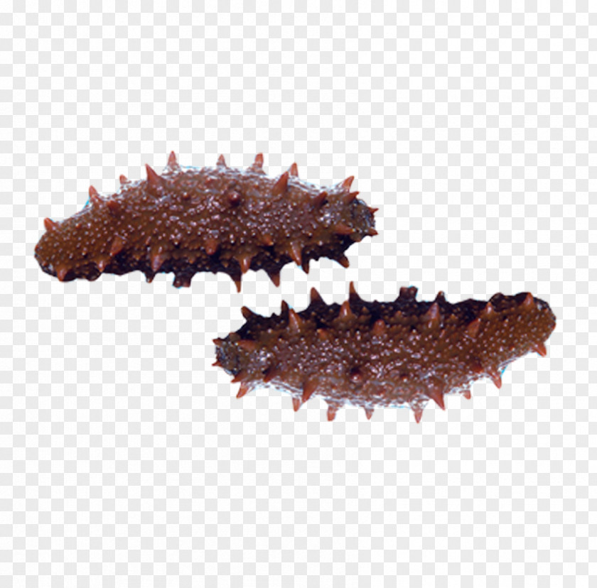Sea Cucumber As Food Edible Birds Nest Seafood PNG