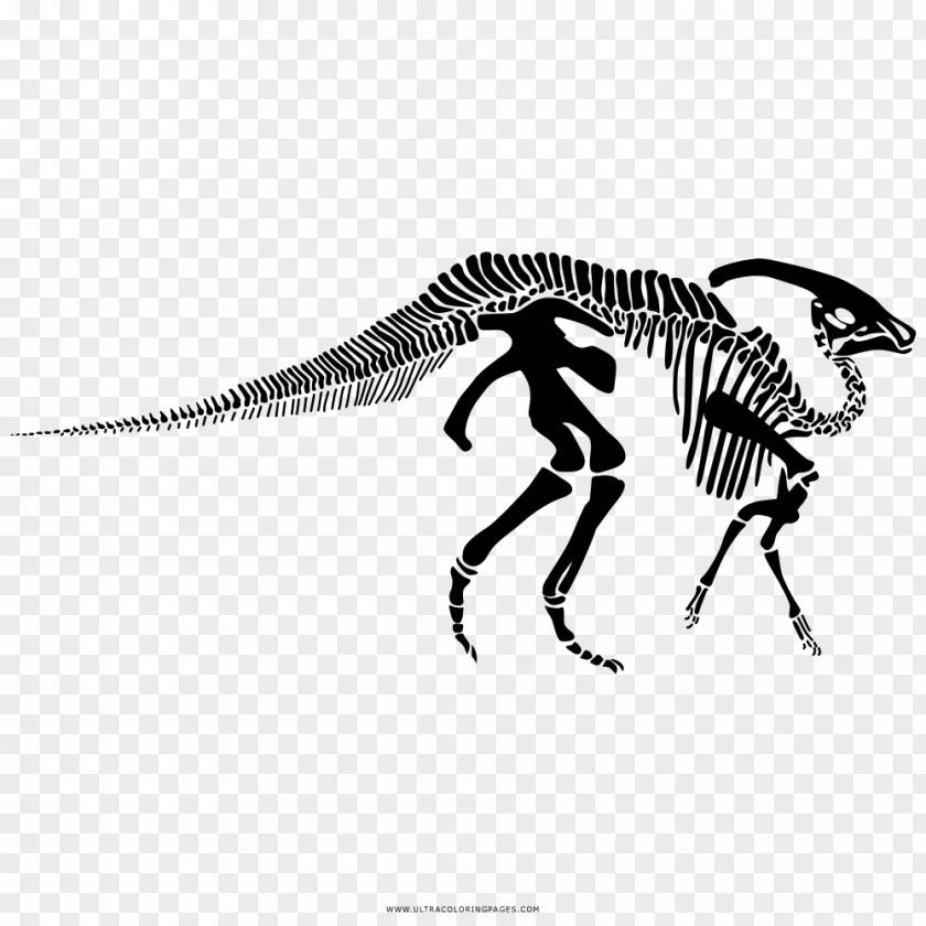 Skeleton Parasaurolophus Human Tyrannosaurus Velociraptor PNG