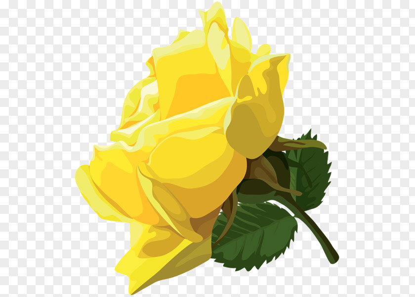 Yellow Rose Centifolia Roses Garden Clip Art PNG