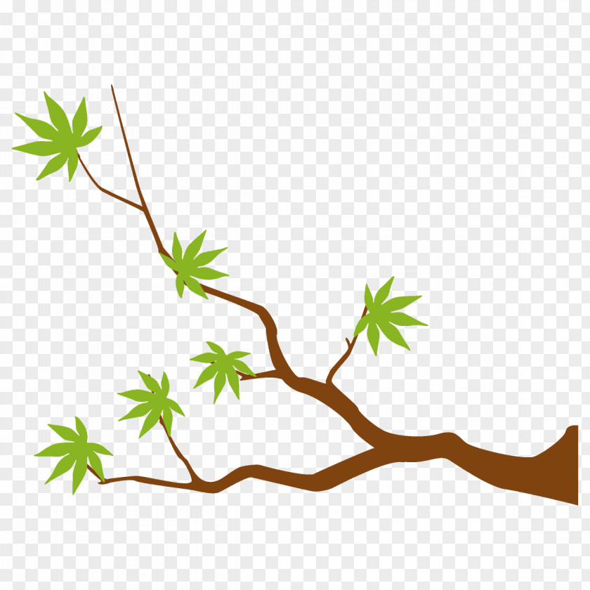 American Larch Twig Maple Branch Leaves Tree PNG