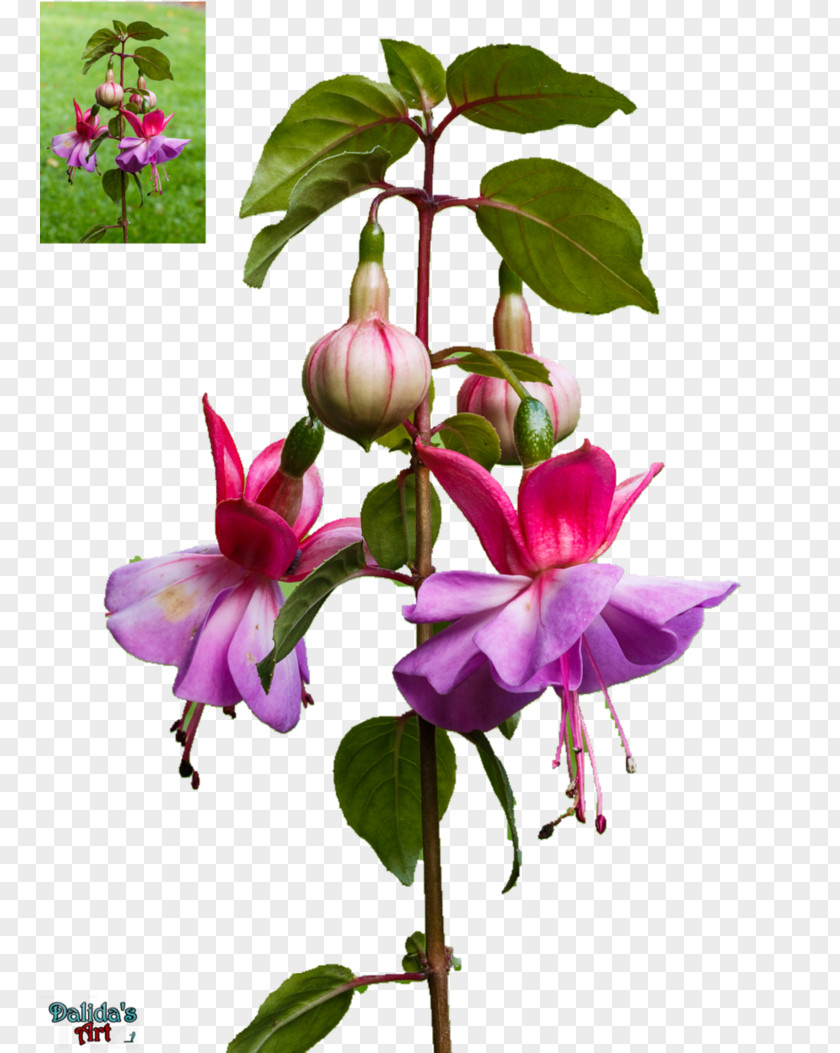 Balcony Plants Fuchsia Clip Art Flower Desktop Wallpaper PNG