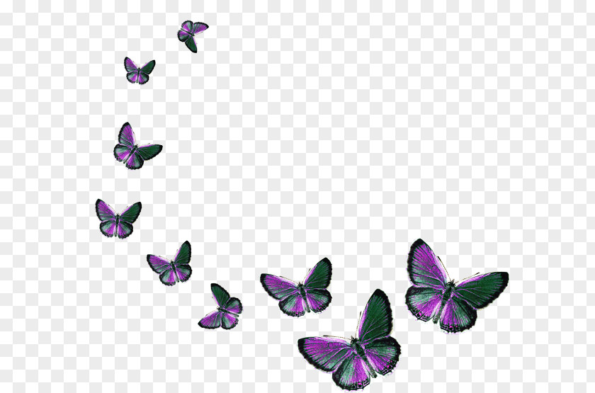 Butterfly Clip Art PNG