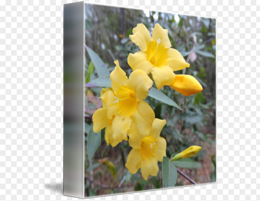 Canna Dendrobium Wildflower PNG