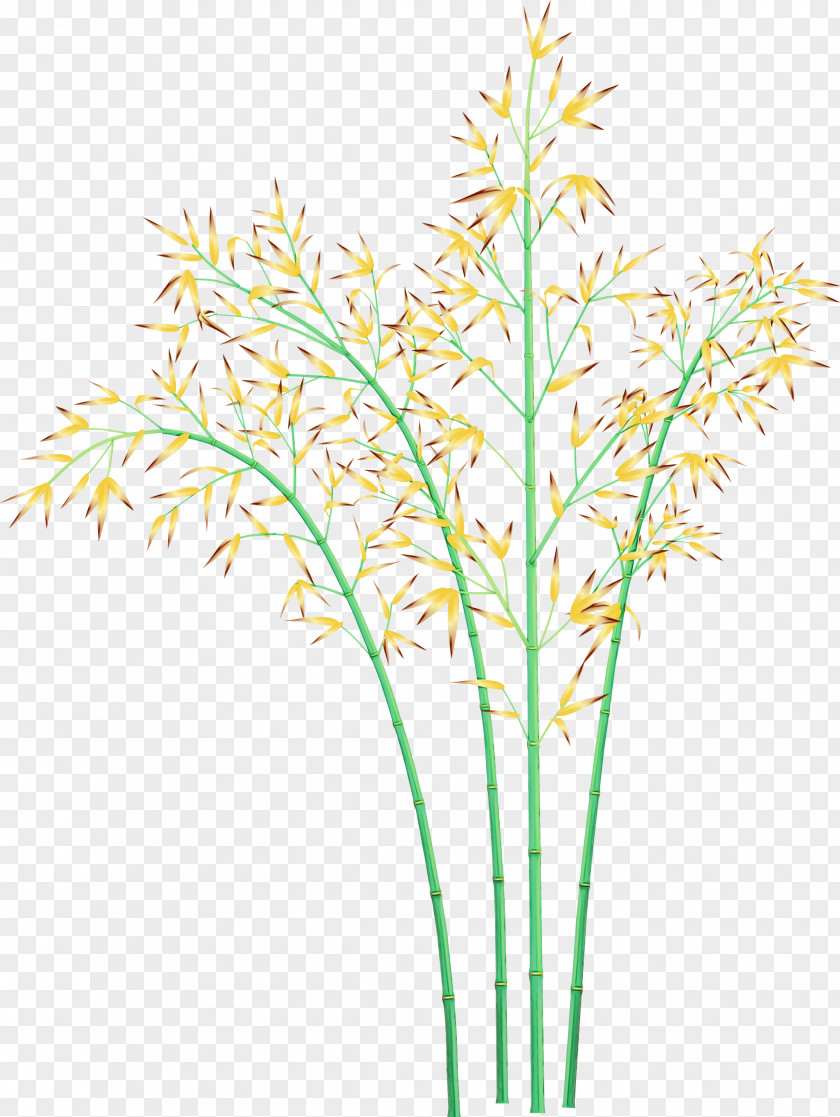 Grass Plant Flower Stem Family PNG