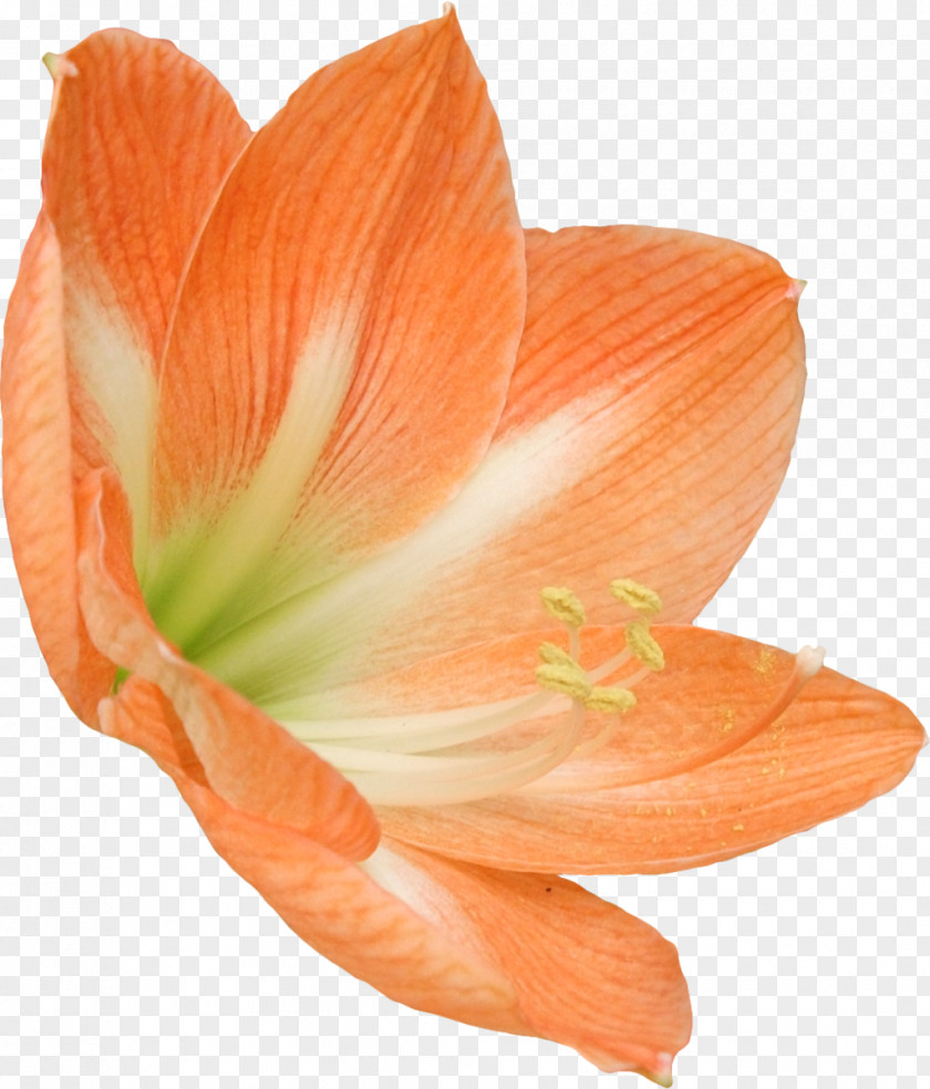 Lily Amaryllis Belladonna Artificial Flower Paper Hippeastrum PNG