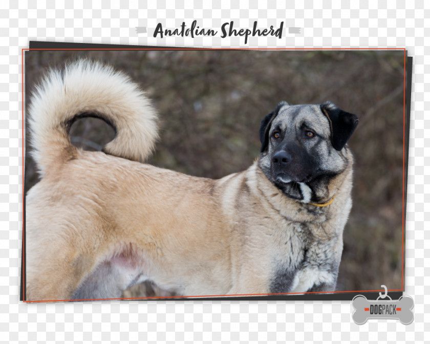 Mast Cell Tumors In Dogs Dog Breed Anatolian Shepherd Caucasian Newfoundland German PNG
