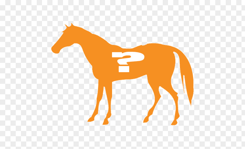 Mustang Arabian Horse Andalusian Mare Morgan PNG