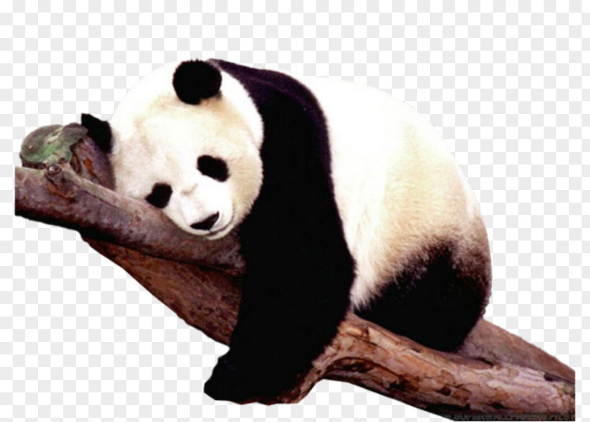 Sleeping Panda Sichuan Giant Sanctuaries The Polar Bear Brown PNG