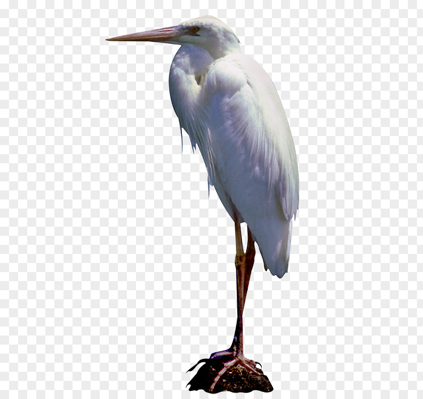 Bird Great Egret White Stork Little Blue Heron Blog PNG