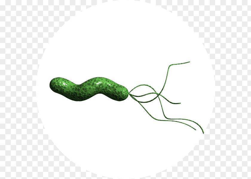 Helicobacter Pylori Infection Bacteria Gastritis Stomach PNG Stomach, health clipart PNG