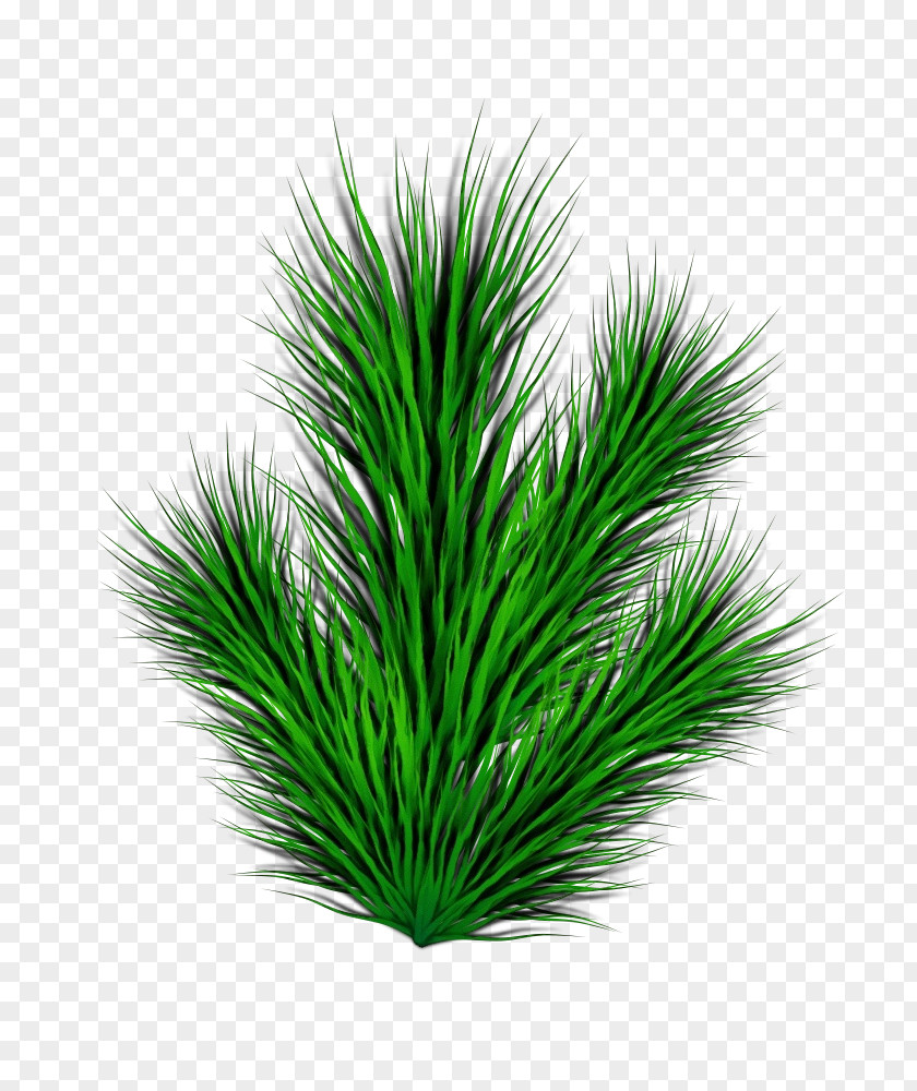 Terrestrial Plant Red Pine Green Grass Leaf Tree PNG