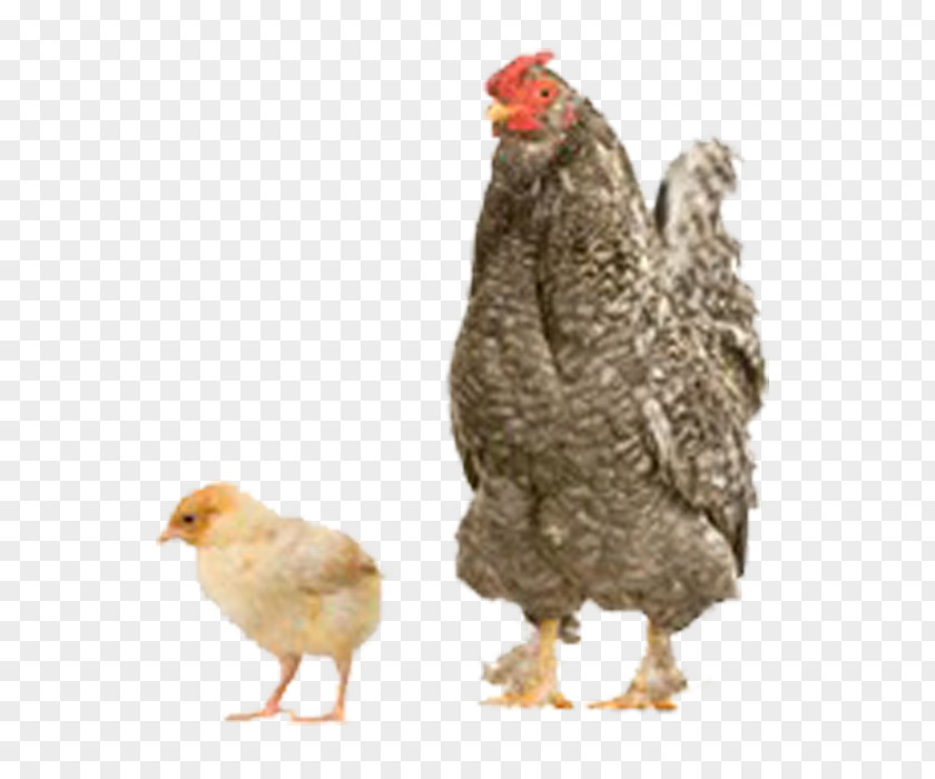 Chicken Turkey Duck Bird Kifaranga PNG