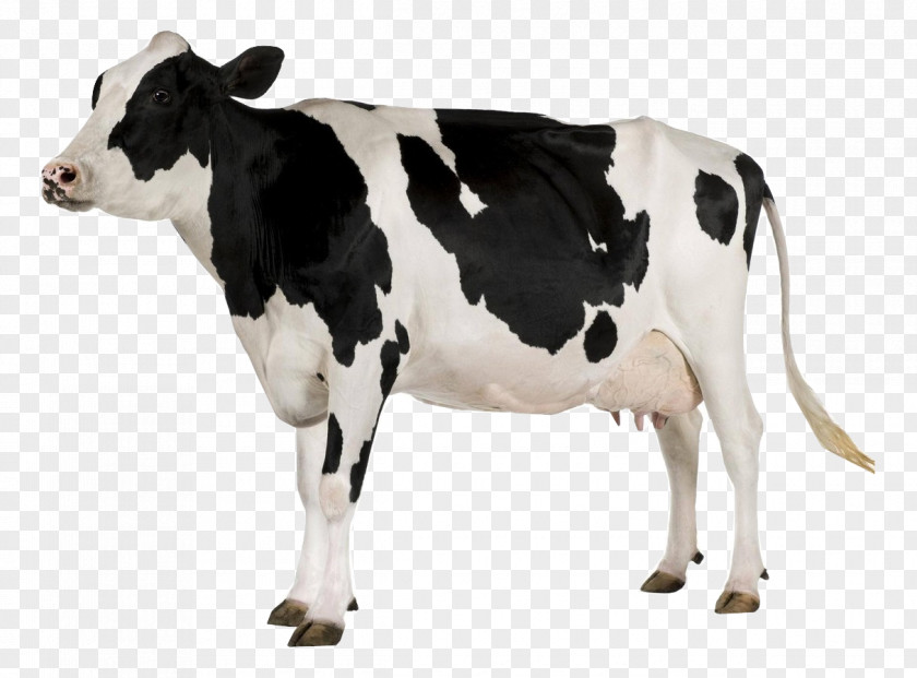 Dogman Button Holstein Friesian Cattle Stock Photography Dairy Farming Royalty-free PNG