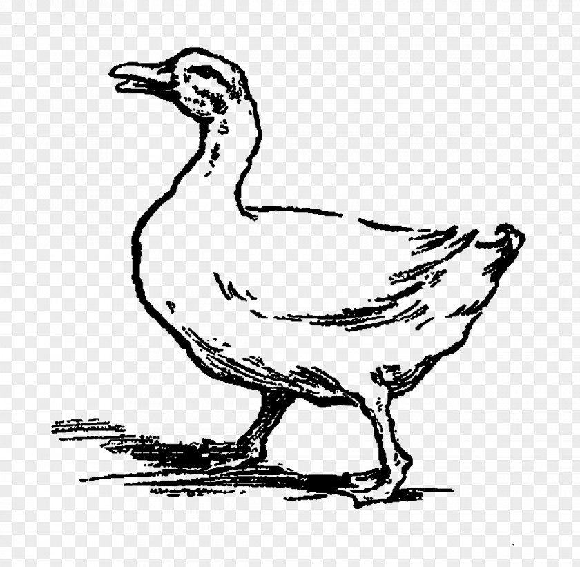 Duck Goose Clip Art Fowl Fauna PNG