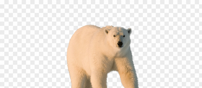Earth Hour Polar Bear North Pole Carnivora Sea Ice PNG