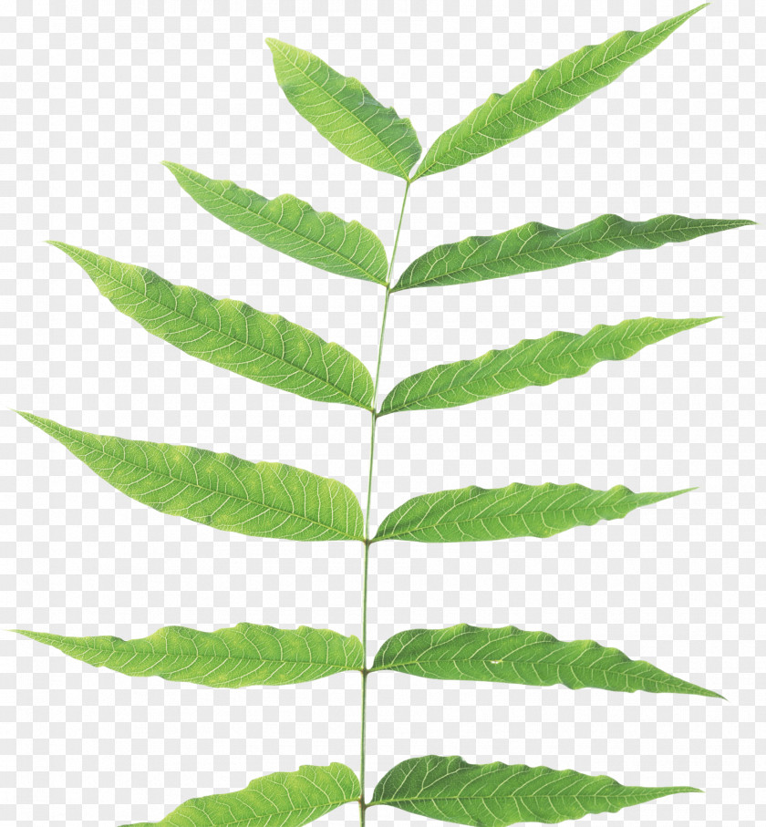 Green Leaf Clip Art PNG