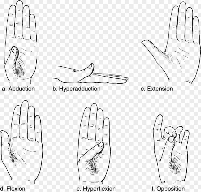 Hand Thumb Joint Anatomy Wrist Human Body PNG