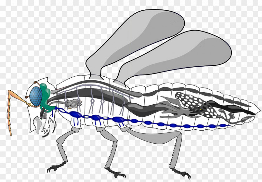 Insect The Circulatory System Of Insects Hemolymph Morphology PNG