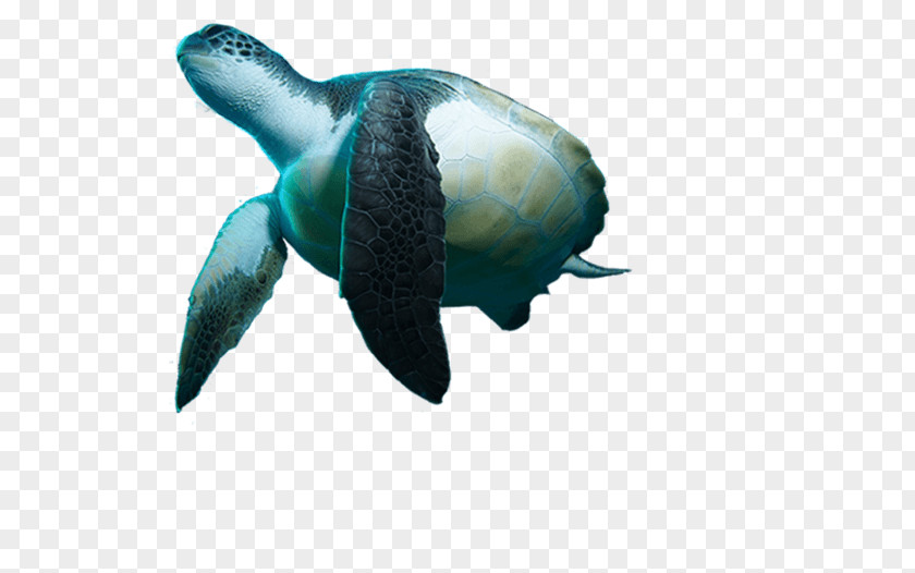 Moana Turtle Reptile Underwater Diving Snorkeling PNG
