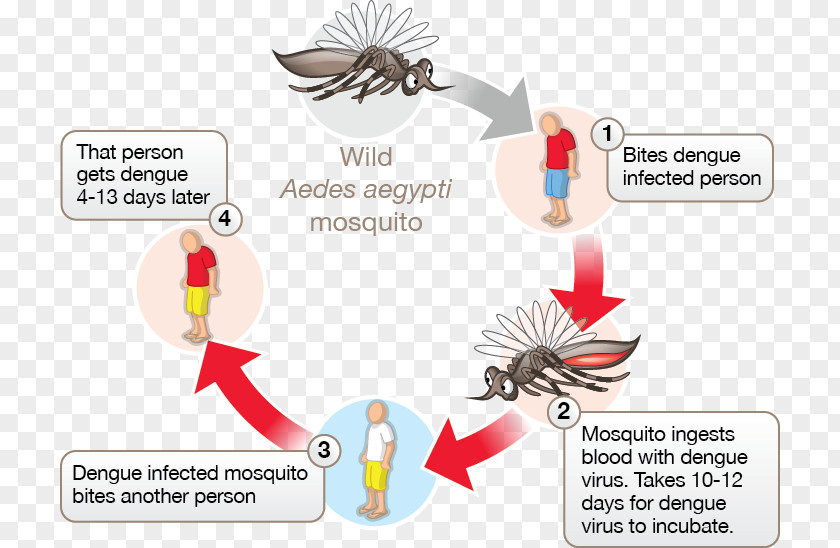 Mosquito Mosquito-borne Disease Dengue Virus Tropical PNG