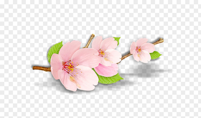 Peach Blossom Petal Plant PNG
