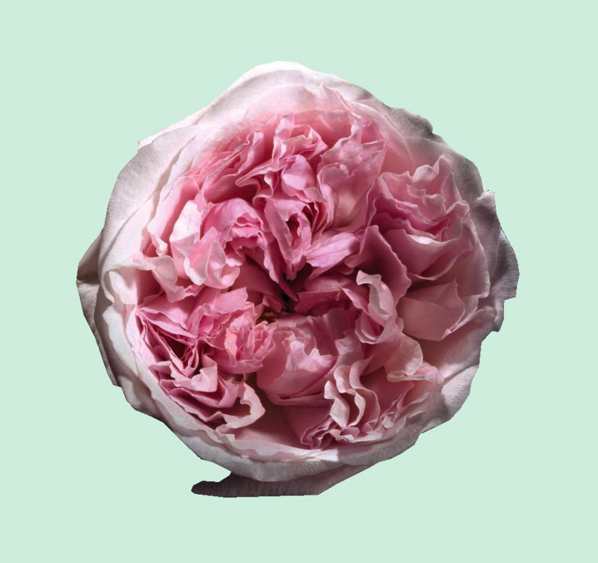 Pin Garden Roses Flower Silk Brooch PNG