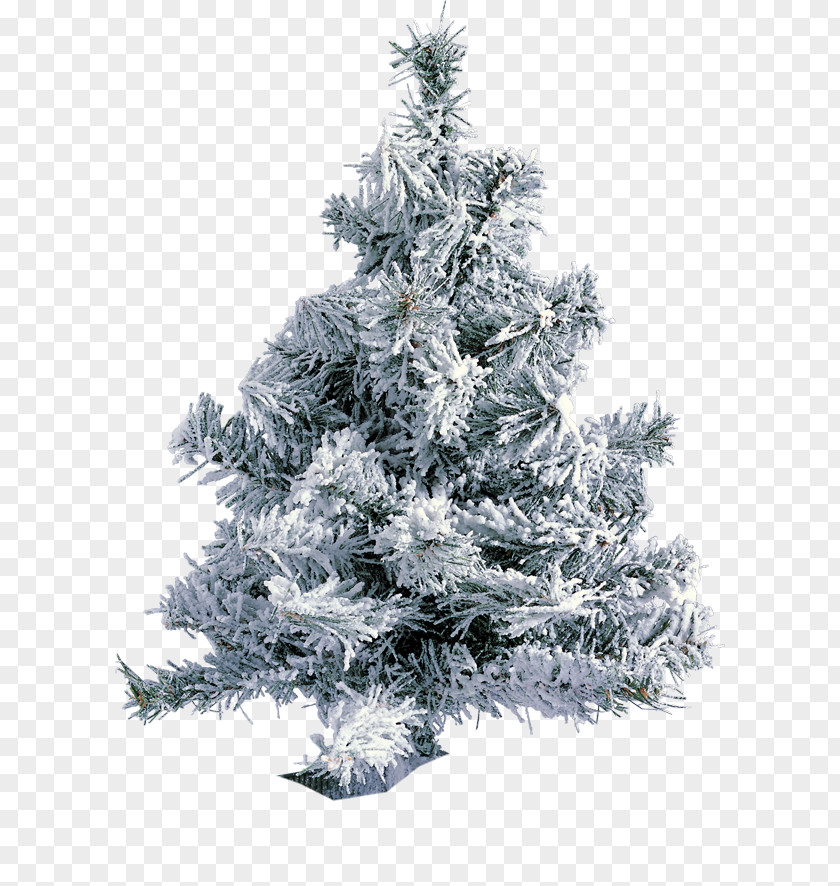 Tree Fir Christmas Parabéns Pra Jesus Pine PNG