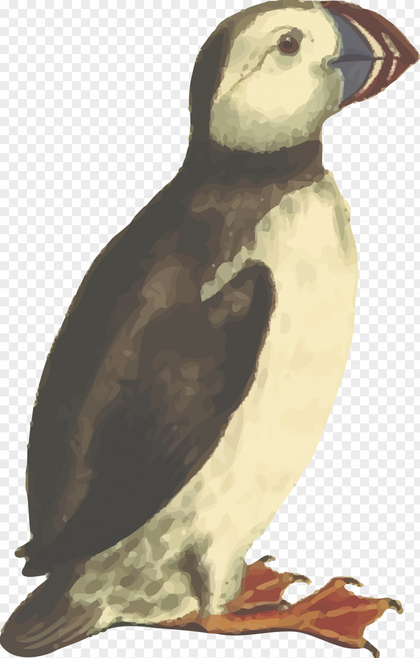 Bird Atlantic Puffin Clip Art PNG